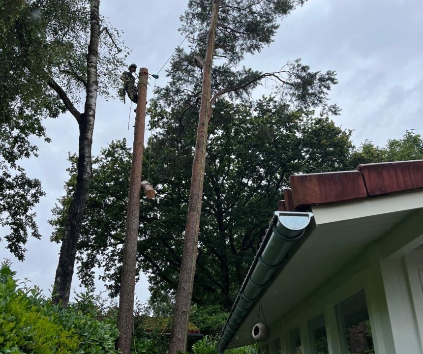 Het belang van het veilig verwijderen van zieke bomen