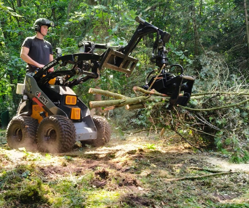 Het belang van het veilig verwijderen van zieke bomen