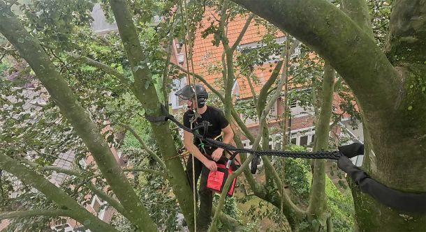 Waarom regelmatig snoeien essentieel is voor de gezondheid van uw bomen