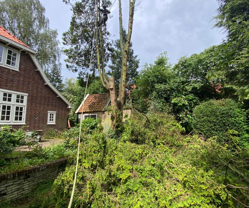 Waarom regelmatig snoeien essentieel is voor de gezondheid van uw bomen