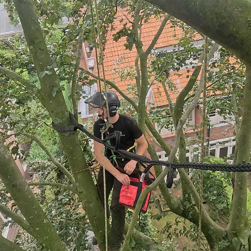 Boomverzorging kappen van bomen door Hans Boogaard boomverzorging
