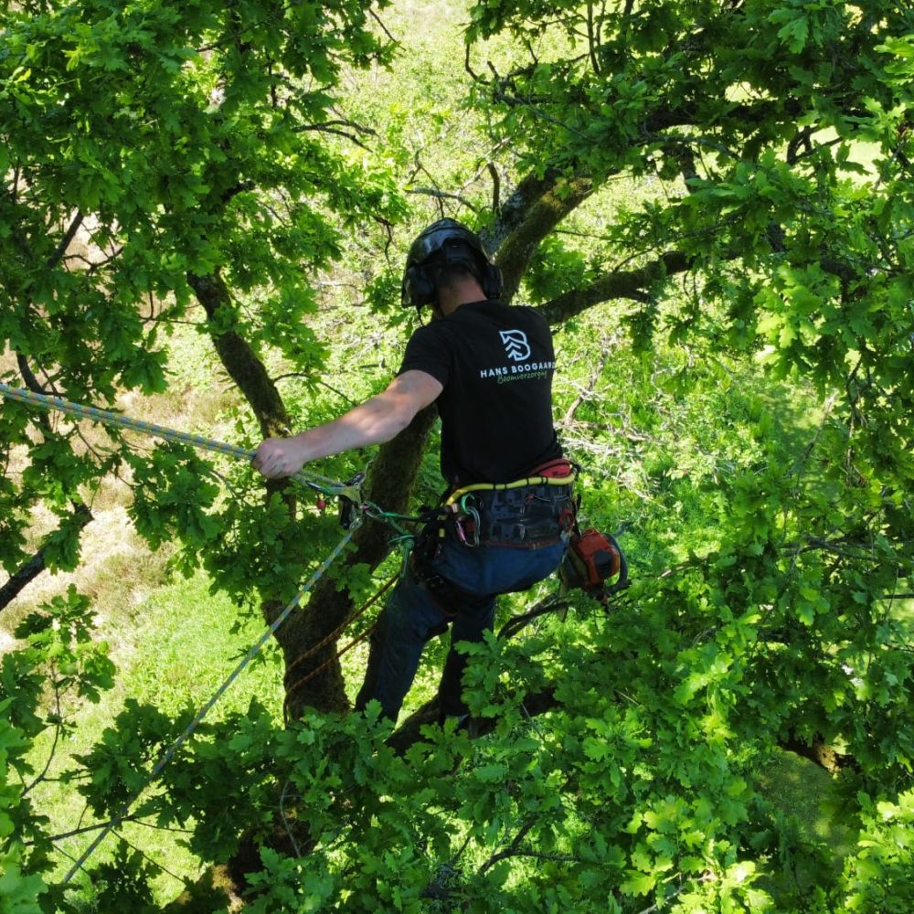 Bomen kappen door Hans Boogaard Boomverzorging