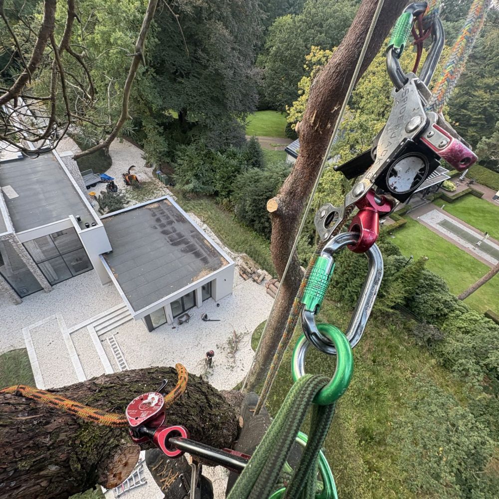 Boomverzorging kappen van bomen door Hans Boogaard boomverzorging
