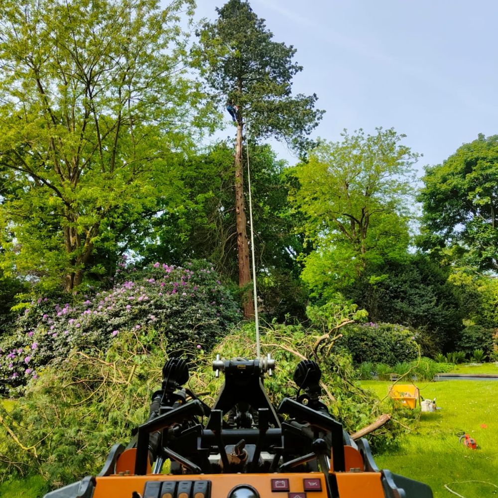 Bomen kappen door Hans Boogaard Boomverzorging