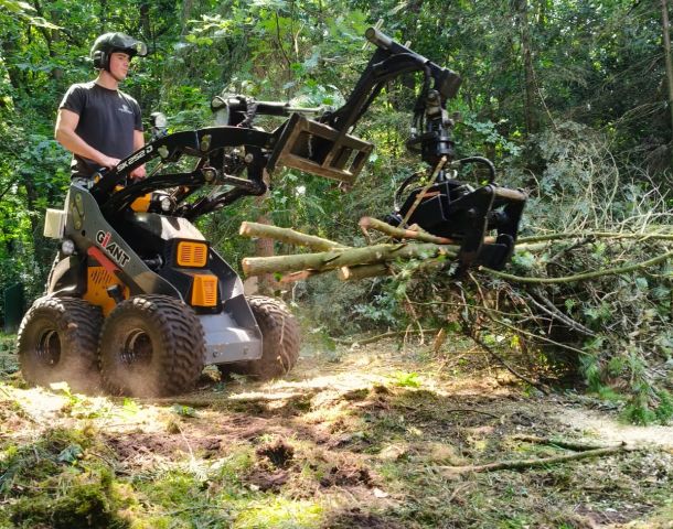 Het belang van het veilig verwijderen van zieke bomen