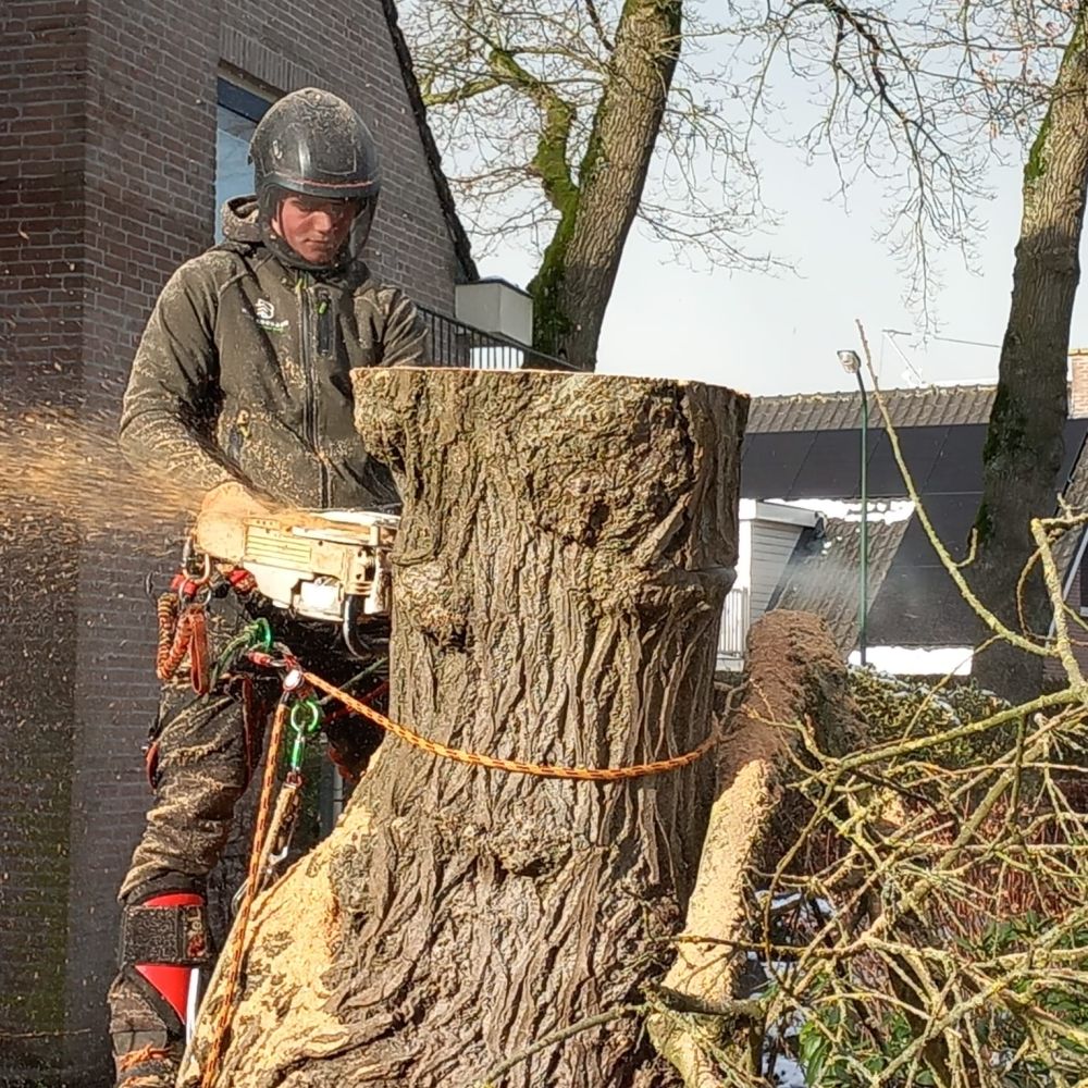 Boomverzorging kappen van bomen door Hans Boogaard boomverzorging