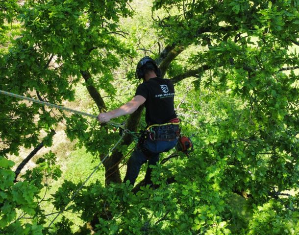 De voordelen van het verplanten van bomen: behoud uw waardevolle groen
