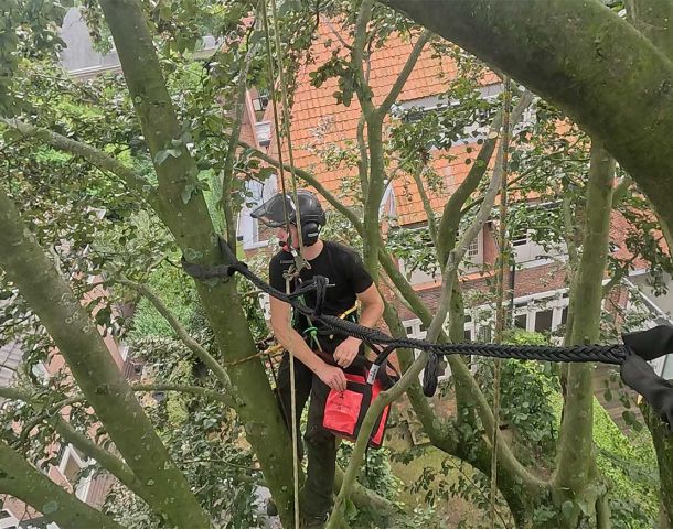 Waarom regelmatig snoeien essentieel is voor de gezondheid van uw bomen