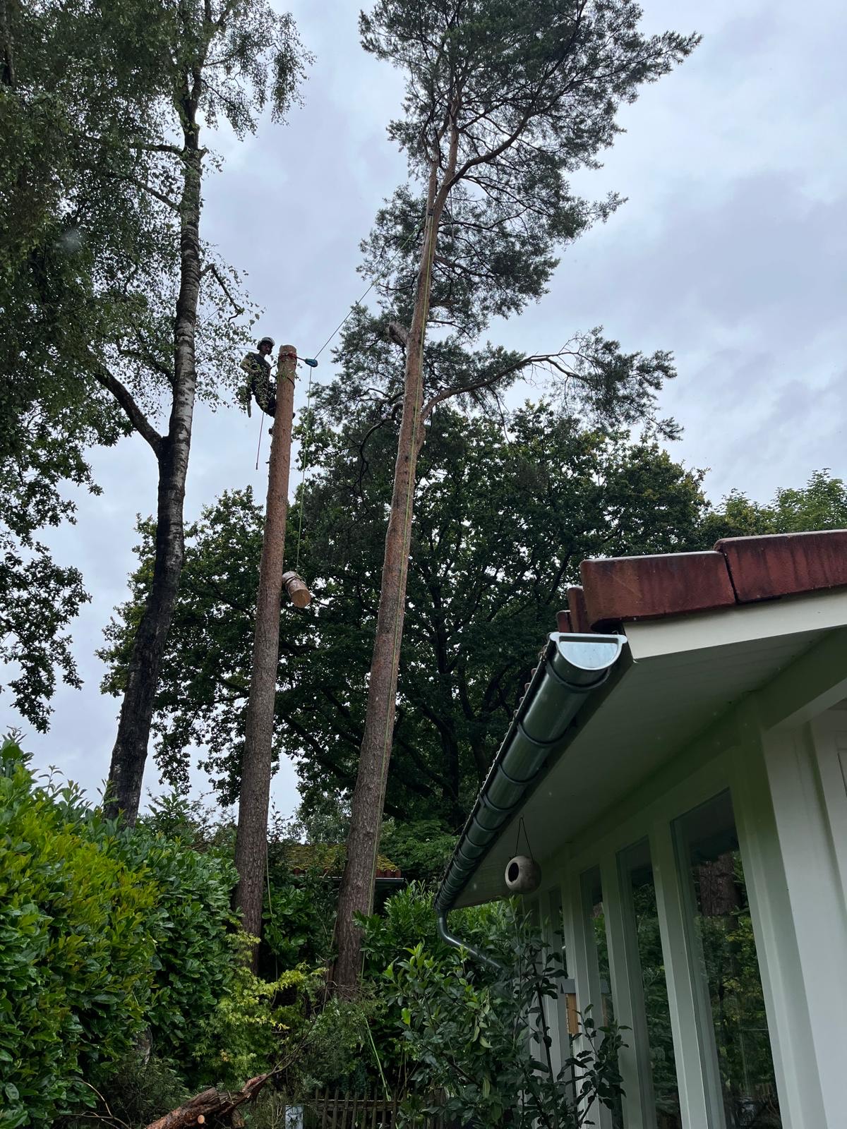 Het belang van het veilig verwijderen van zieke bomen